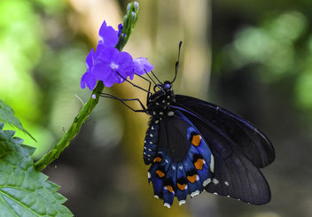 Pipevine Swallowtail Butterfly - image gratuit #423933 