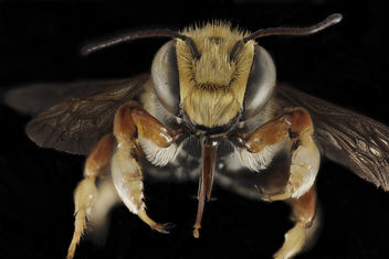 Megachile albitarsis, M, Face, FL, Torreya_2014-10-20-15.55 - бесплатный image #424503