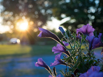Flowers at sunset - Free image #424823