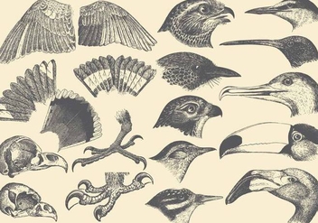 Bird Part Drawings - бесплатный vector #425283