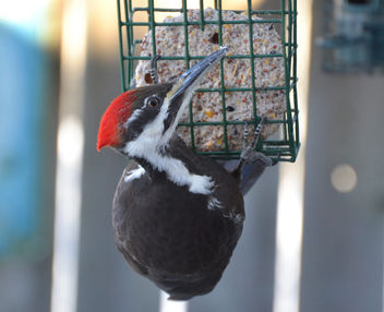 Be Still My Heart! A pileated woodpecker flew right beside me! - image #426943 gratis
