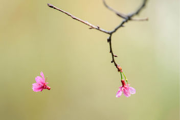 Falling Cherry Blossom - Kostenloses image #427183