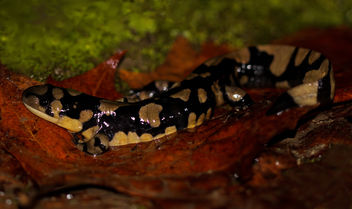 Eastern Tiger Salamander (Ambystoma tigrinum) - Kostenloses image #427913