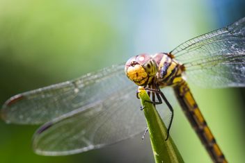 Dragonfly on green twig - Free image #428743