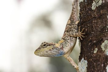 Lizard on tree trunk - image #428783 gratis