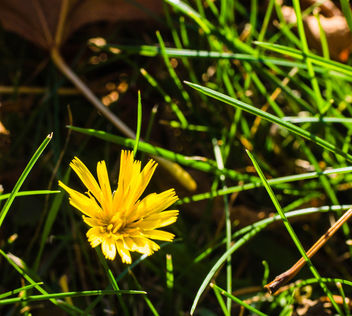 A flower in the grass - image #428953 gratis