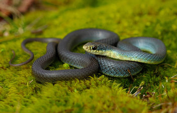 Eastern Yellow-Bellied Racer (Coluber constrictor flaviventris) - Free image #429763