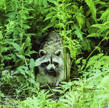 A raccoon - Kostenloses image #432093