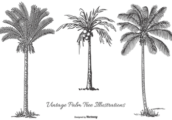 Vintage Palm Tree Illustrations - Free vector #434323