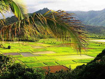 Green Fields of Kauai, Hawaii - image #434383 gratis