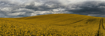 Rapeseed fields then did ignite - image gratuit #434393 