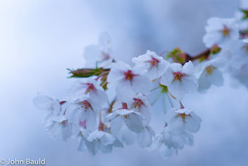 Dreamy Cherry Blossoms at Trinity Bellwoods - image gratuit #434533 