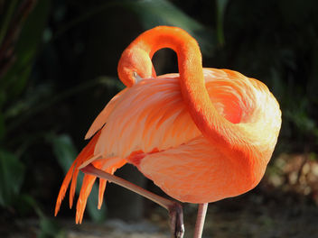 Flamingo - Kostenloses image #435173