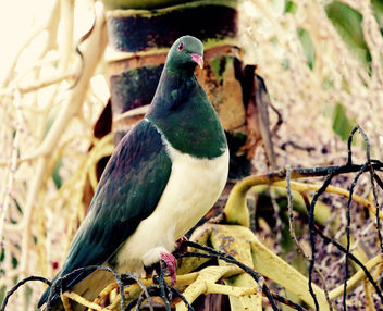 New Zealand Native Wood Pigeon/ Kereru - image #435623 gratis