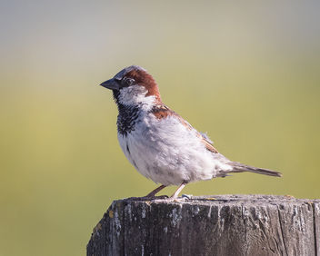 House Sparrow (m), Breeding Plumage - image gratuit #436093 