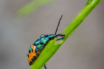 shield bug on green leaf close up - image gratuit #438983 