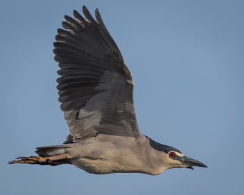 Black-crowned Night-Heron - image gratuit #439973 