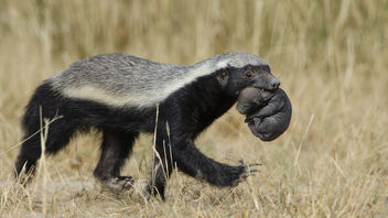 Honey badger, Mellivora capensis, carrying young pup in her mouth at Kgalagadi Transfrontier Park, Northern Cape, South Africa - image gratuit #441773 