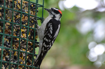 The Picky Woodpecker - бесплатный image #442173