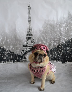 A Pug In Paris - Free image #443743