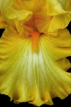 The Velvety Gown of Yellow - image gratuit #443833 