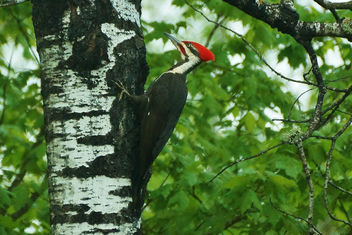 Pileated Woodpecker - Free image #444543
