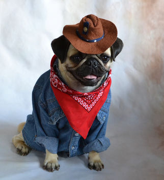 Cowboy Pug Boo Lefou - image #444753 gratis