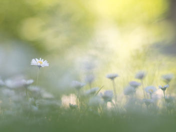 A meadow full of daisies - image #444883 gratis
