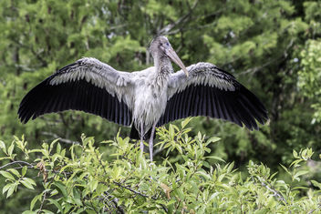 Wood Stork Wingspan - бесплатный image #445123