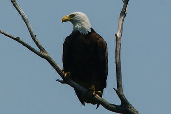 The Eagle Has Landed - Free image #445373