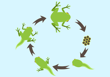 Life Cycle of a Frog Vector - Kostenloses vector #446003