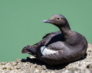 Pigeon Guillemot, breeding adult - бесплатный image #446113