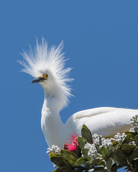 Snowy Egret - image #446413 gratis