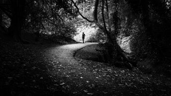 St. Anne's park - Dublin, Ireland - Black and white street photography - Free image #446553