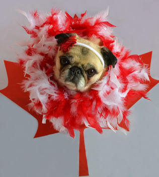 Happy 150th Canada! - image #446693 gratis
