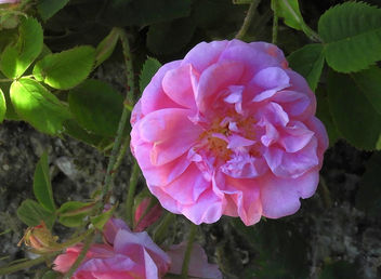 Turkey (Isparta) Pink rose - image gratuit #446763 
