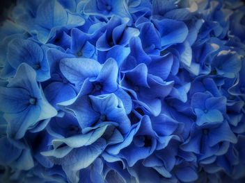 Hydrangea Bloom - Free image #446943
