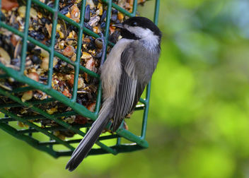 Chickadee At The Feeder - Kostenloses image #446953