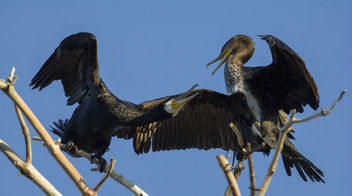 Fighting cormorants - Free image #447123
