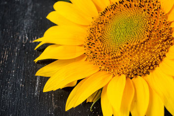 A sunflower / Sonnenblume - image #447233 gratis