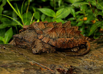 Alligator Snapping Turtle (Macrochelys temminckii) - бесплатный image #447423