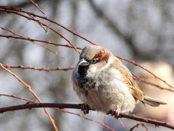House sparrow // Passer domesticus - image gratuit #447593 