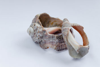 Seashells - image #447653 gratis