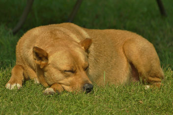 Let Sleeping Dogs Lie - image gratuit #448393 