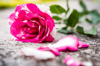 Pink and white rose on the floor - бесплатный image #448753