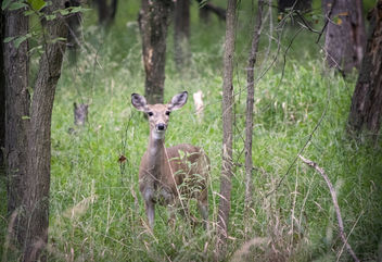 Bambi IV - бесплатный image #449033
