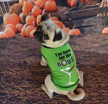 Found the perfect Halloween t-shirt for Mr. Boo Lefou! - image #449653 gratis