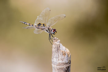 dragonfly - Kostenloses image #449953
