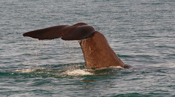Sperm Whale. (Physeter macrocephalus) - Free image #450033