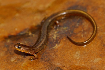 Oklahoma Salamander (Eurycea tynerensis) - бесплатный image #450573